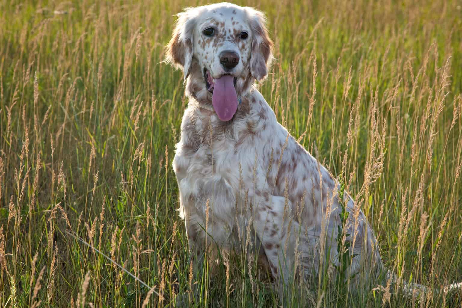 English Setter Cinsi Köpek Özellikleri ve Bakımı